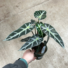Load image into Gallery viewer, Alocasia amazonica &#39;Bambino&#39; 4&quot;