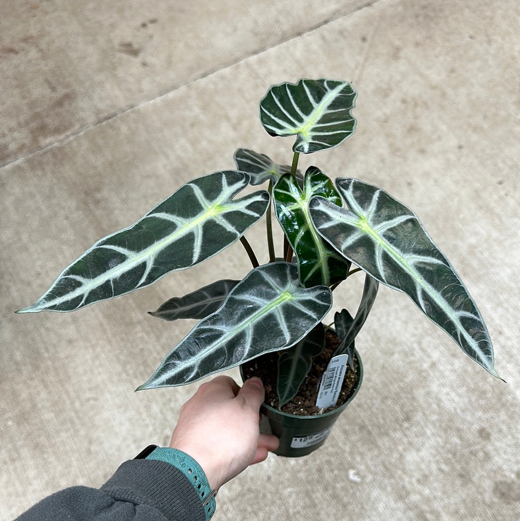 Alocasia amazonica 'Bambino' 4