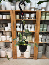 Load image into Gallery viewer, Hoya acuta outer variegation 4"HB