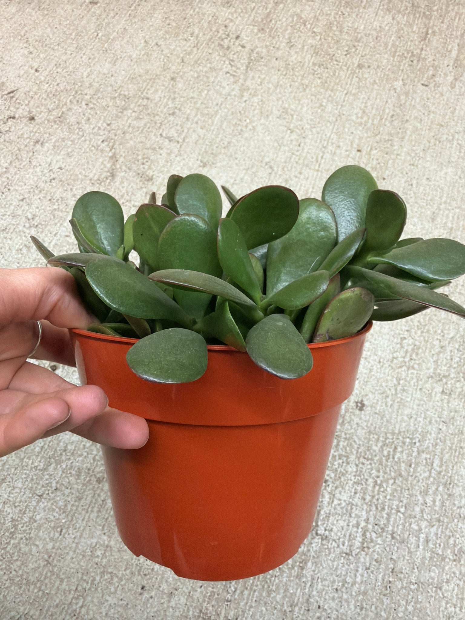 6 jade plant Crassula ovata 6"