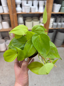 philodendron aureum Philodendron heder. aureum 4"