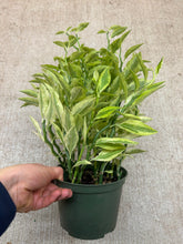 Load image into Gallery viewer, Pedilanthus tithymaloides 6" - Variegated Devil's Backbone