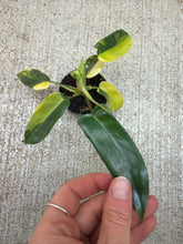 Load image into Gallery viewer, Philodendron Florida Beauty 2"