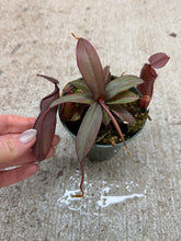 Load image into Gallery viewer, Assorted Nepenthes 4" - Pitcher Plant