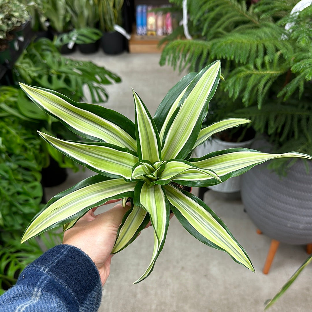 dracaena dracaena sp Dracaena sp. 'Malaika' 4"