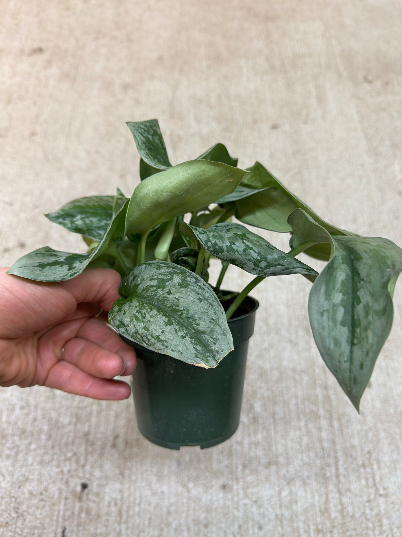 その他観葉植物 scindapsus high sheen sp cavite Scindapsus sp. 4