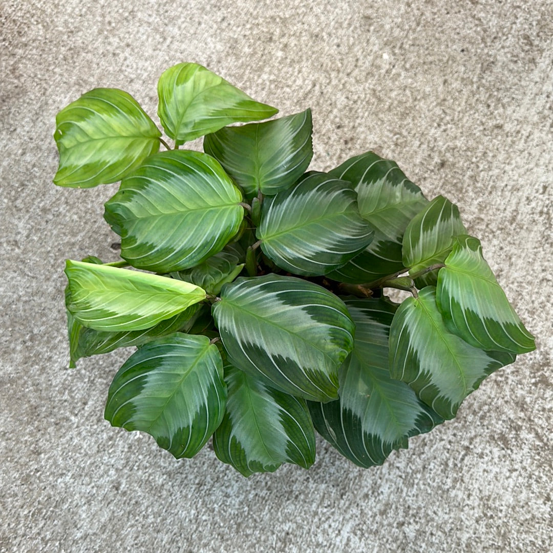 silver prayer plant Maranta Silver Band 6"