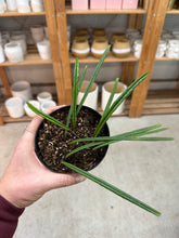 Load image into Gallery viewer, Hoya Insularis 4&quot;