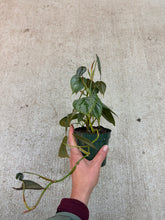 Load image into Gallery viewer, Philodendron Branditianum 4"