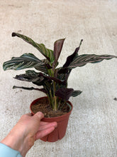 Load image into Gallery viewer, Calathea Ornata 6&quot; - Pinstripe Calathea