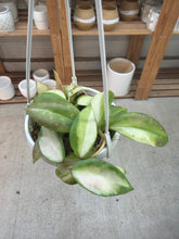 Load image into Gallery viewer, Hoya walliniana variegated 3"