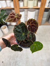 Load image into Gallery viewer, Begonia 'Ferox' 4"