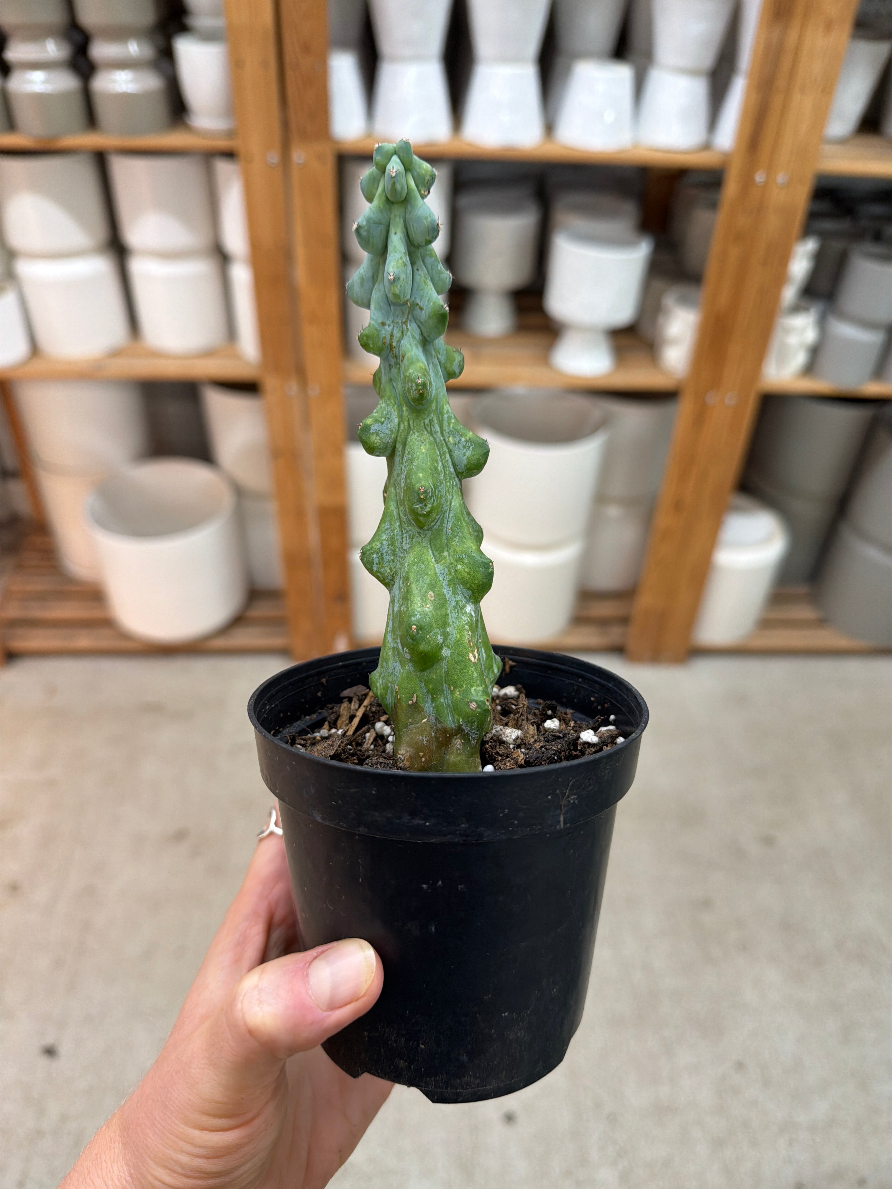 booby succulent Myrtillocactus geo. 'Fukurokuryuzinboku' 4"