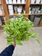 Load image into Gallery viewer, Pedilanthus tithymaloides 6" - Variegated Devil's Backbone