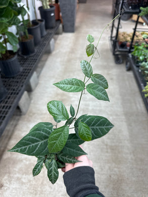 Bignonia argyro violacea 4