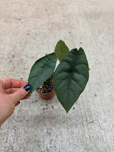 Load image into Gallery viewer, Alocasia Puncakborneensis 4"