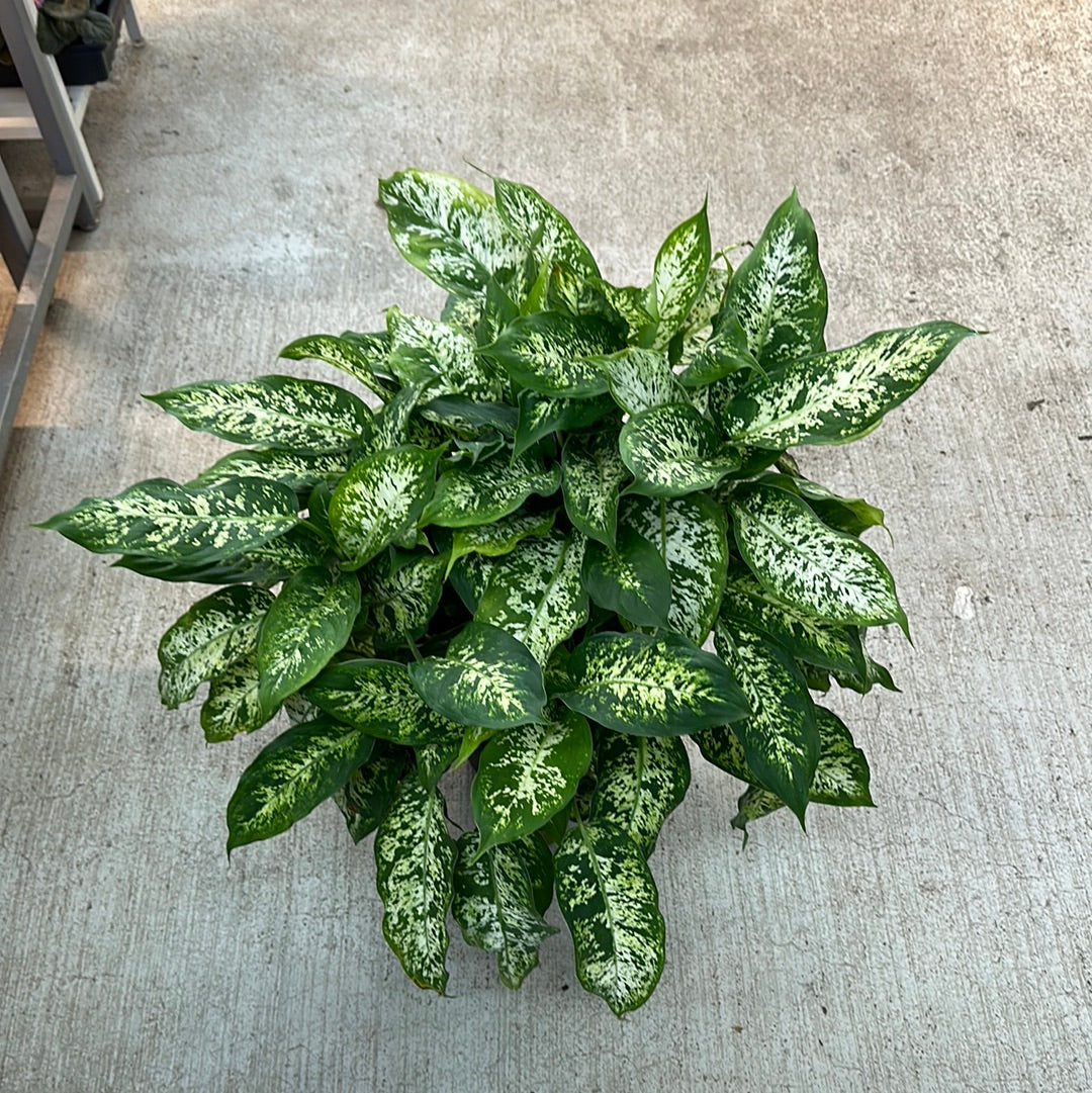 dieffenbachia compacta Dieffenbachia Compacta 8" – Kent East Hill Nursery