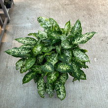Load image into Gallery viewer, Dieffenbachia Compacta 8&quot;