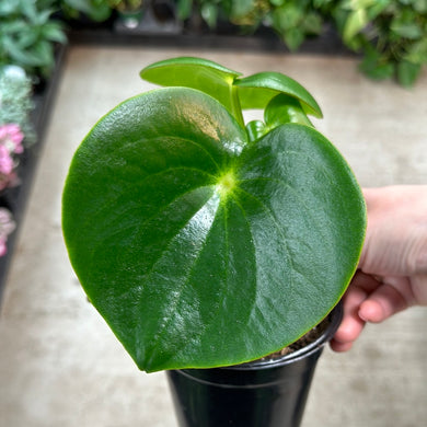 Peperomia polybotrya 4