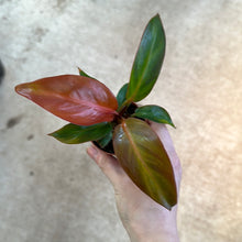 Load image into Gallery viewer, Philodendron Sun Red 2&quot;