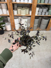 Load image into Gallery viewer, Tradescantia Jose Puig 4" - Inch Plant