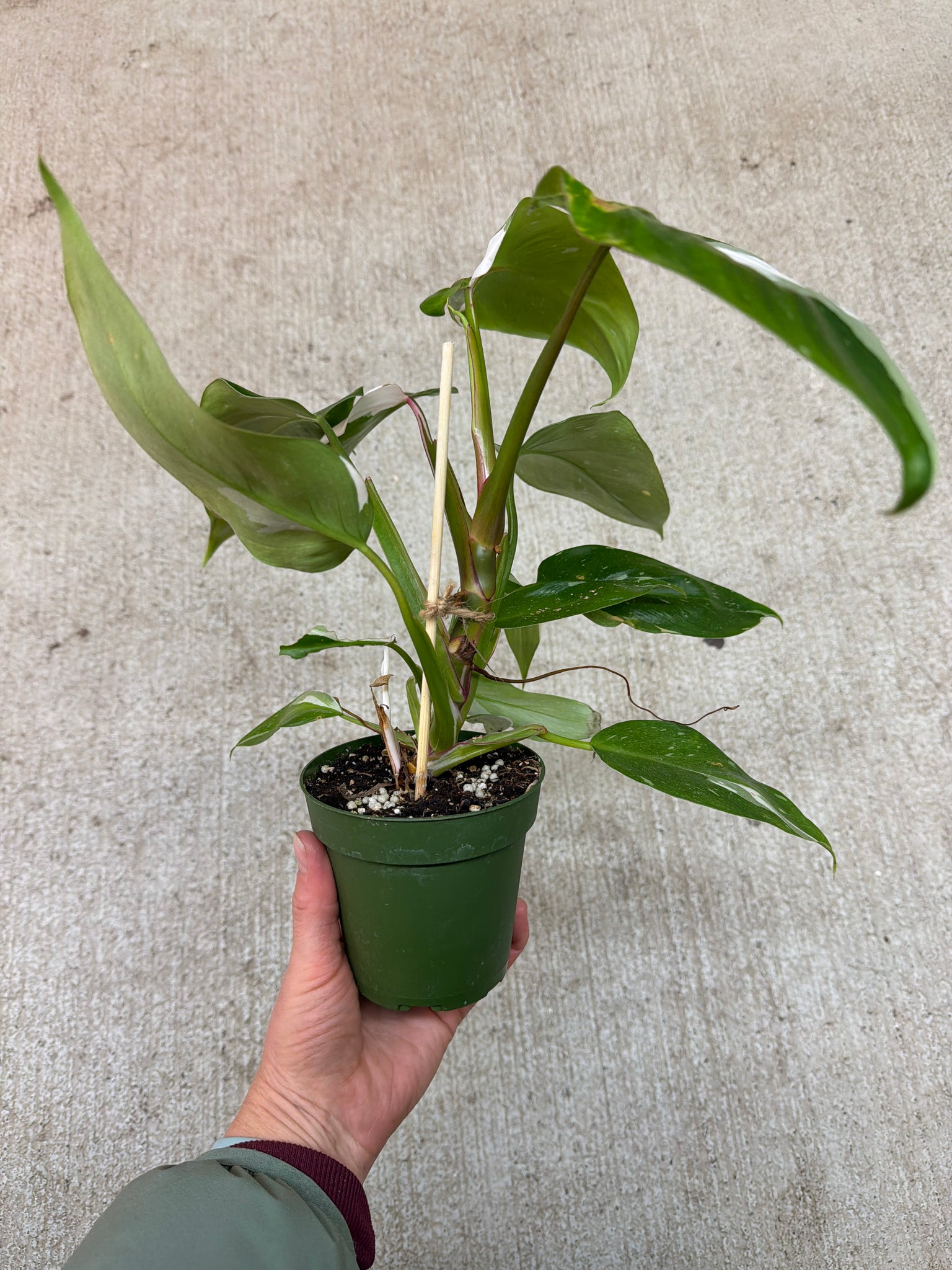 fancy philodendron white princess Philodendron White Princess 4" – Kent East Hill Nursery