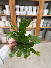 Load image into Gallery viewer, Zygo-Schlumbergera sp. 4" - Holiday Cactus