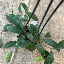 Load image into Gallery viewer, Hoya phuwuaensis splash 4&quot;
