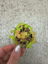 Load image into Gallery viewer, Oxalis sp. 2" - Wood Sorrel