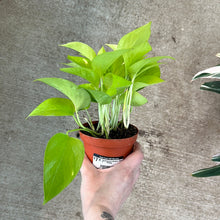 Load image into Gallery viewer, Epipremnum aureum &#39;Neon&#39; 4&quot; - Pothos