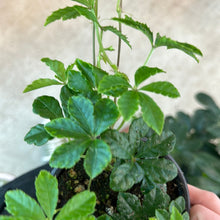 Load image into Gallery viewer, Parthenocissus striata 4&quot; - Sugarvine
