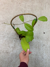 Load image into Gallery viewer, Hoya sabah 4" - Wax Plant