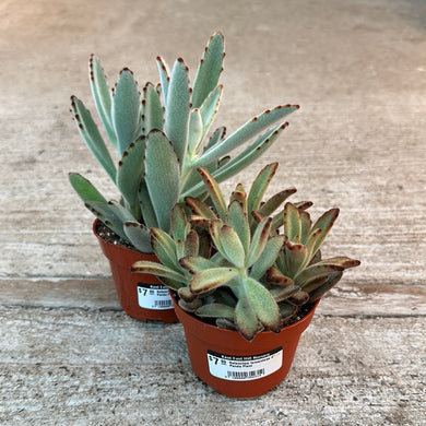 Kalanchoe tomentosa 4