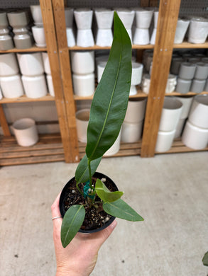 Anthurium sp. Morona 4