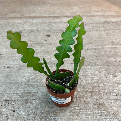 Epiphyllum anguliger 3