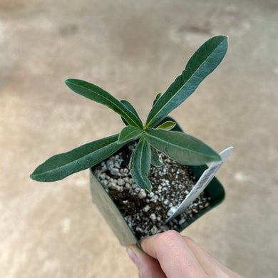 Adenium swazicum 4