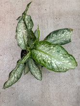 Load image into Gallery viewer, Dieffenbachia Tiki 8"