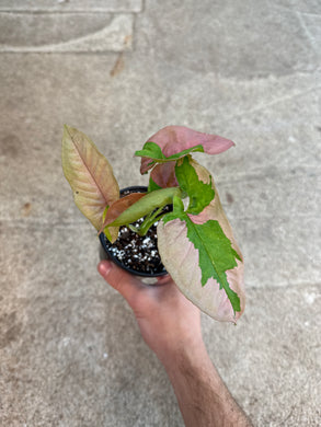 Syngonium Pink Lava 4
