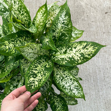 Load image into Gallery viewer, Dieffenbachia Compacta 8&quot;
