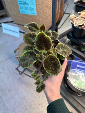 Episcia Sophia 4