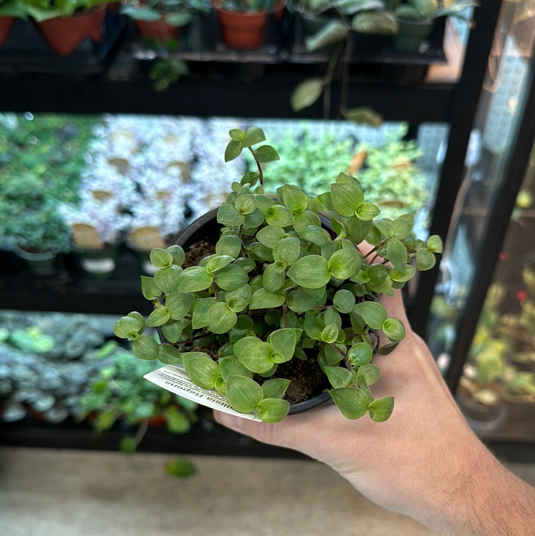 callisia turtle plant Callisia repens 4