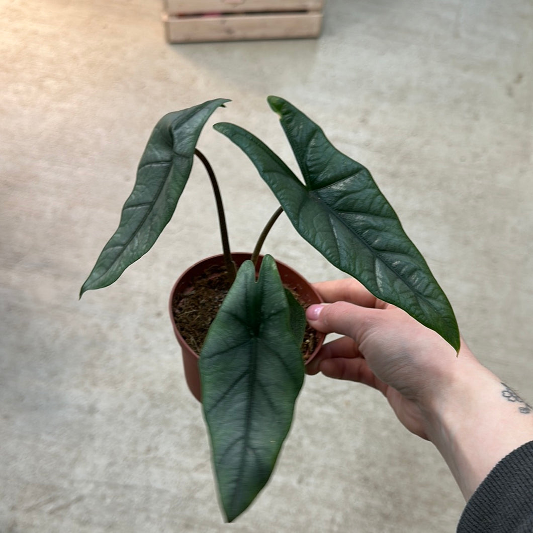 Alocasia Dragon's Breath 4
