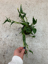 Load image into Gallery viewer, Epipremnum aureum 'shangri la' 4" - Pothos