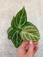 Load image into Gallery viewer, Anthurium Silver Blush Mint 4&quot;