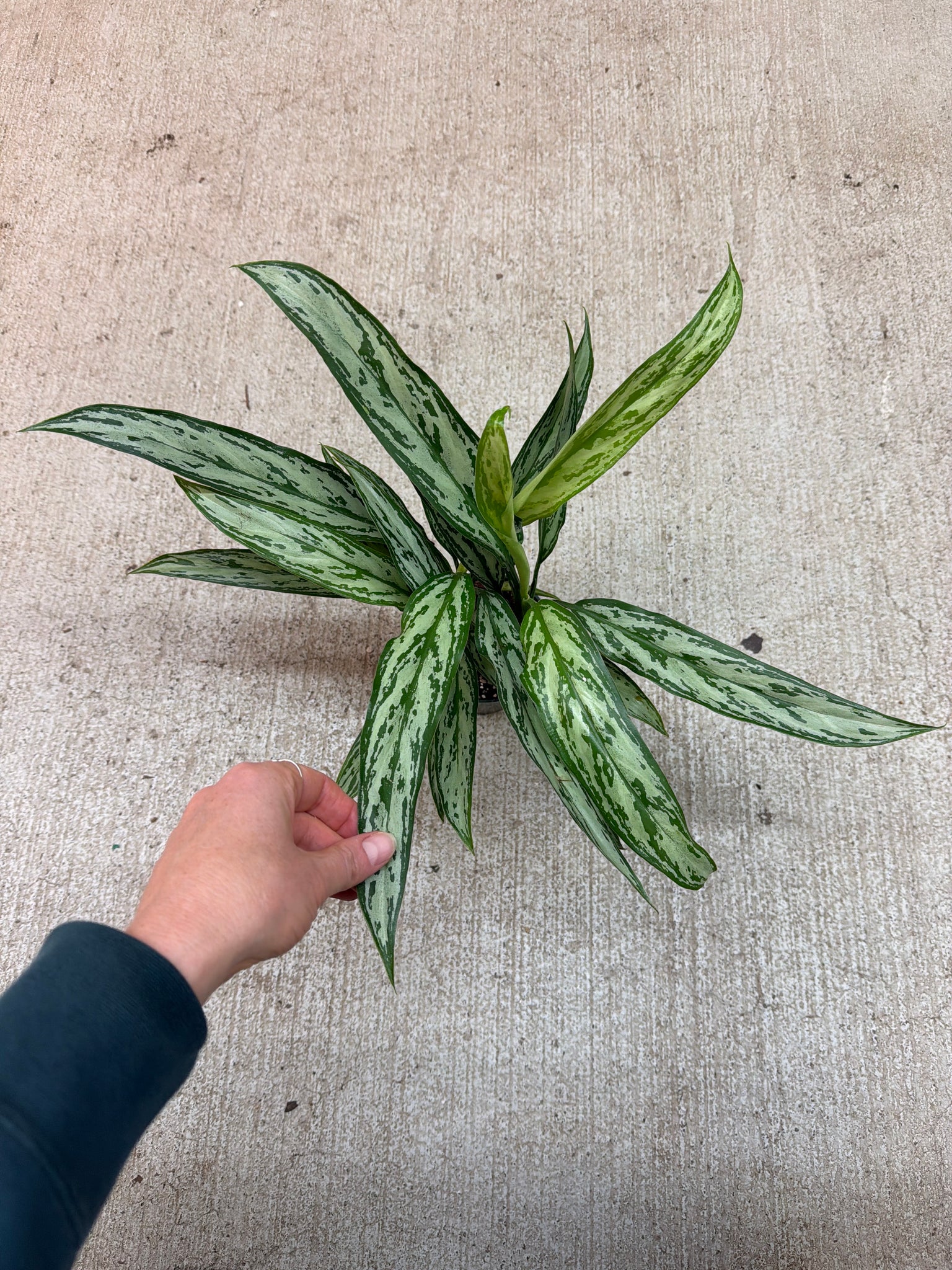 aglaonema bryant queen Aglaonema Bryant Queen 4"