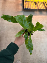 Load image into Gallery viewer, Microsorum musifolium ‘Crocodyllus’ 2&quot; - Crocodile Fern