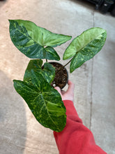 Load image into Gallery viewer, Syngonium Frost Galaxy 4&quot;