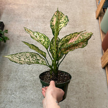 Load image into Gallery viewer, Aglaonema Etta Rose 6&quot;