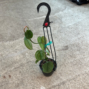 Philodendron burle marx fantasy 4"HB