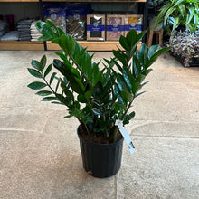 Load image into Gallery viewer, Zamioculcas zamiifolia 10&quot; - ZZ Plant